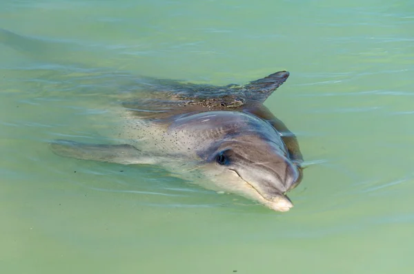 一只好奇的海豚在海滩的浅水 猴子米娅 澳大利亚 — 图库照片