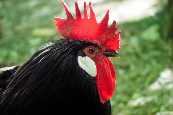 Gallo Primo Piano Sfondo Verde Bellissimo Ritratto — Foto Stock