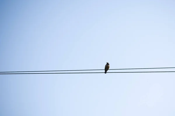 熱帯性のオウムの鳥や動植物 — ストック写真