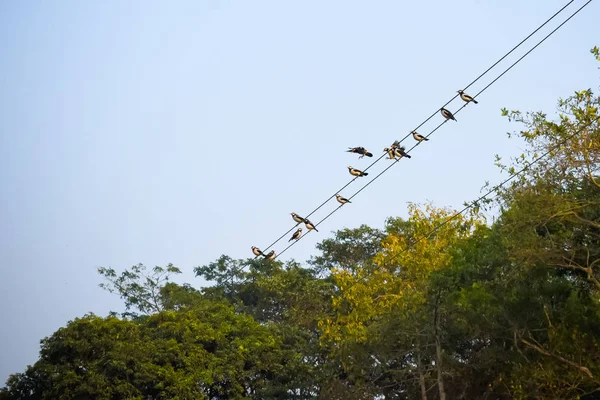 Many Sparrows Family Small Passerine Birds Also Known True Sparrows — Stock Photo, Image