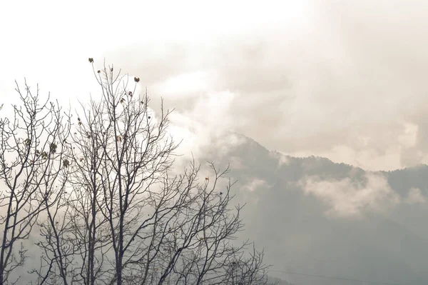 有山地背景的森林树 透过树木欣赏高山的冬季风景 日出时分 云杉山林一片雾气 美丽的秋天风景 欧洲夏季风景 日出时的瑞士阿尔卑斯山 — 图库照片