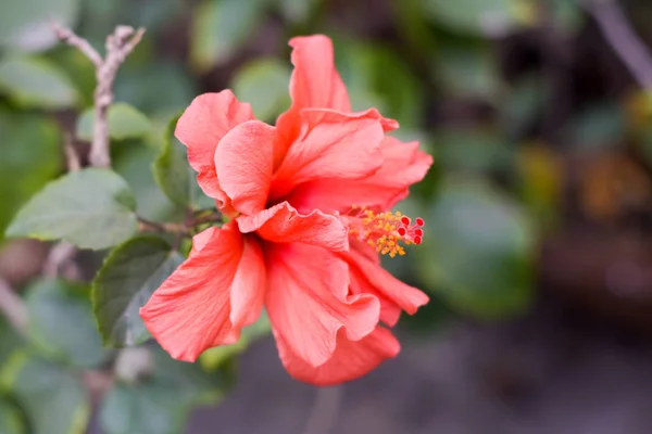 Una Flor Chaba Hibiscus Rosa Sinensis Rosa China Color Rojo — Foto de Stock