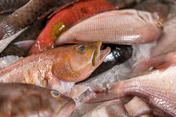 Peixes Frescos Para Venda Num Mercado Peixe — Fotografia de Stock