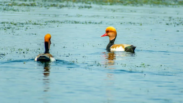 Ein Paar Rotschopfpochard Netta Rufina Schwimmt Einer Reihe Auf Dem — Stockfoto