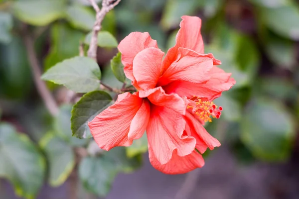 Una Flor Chaba Hibiscus Rosa Sinensis Rosa China Color Rojo — Foto de Stock