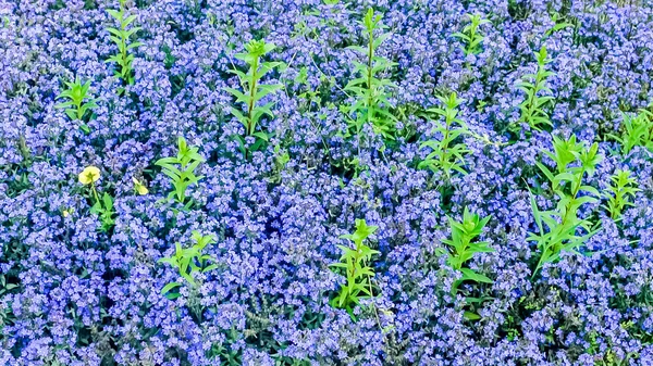Green plants leaves are growing out of Stemless Gentian flowerbed also called Love in the Mist. Christmas background design element.