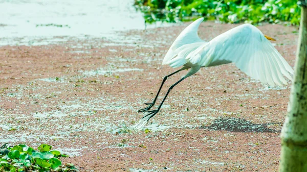Прекрасный Белый Лебедь Лебедь Птица Летящая Над Озером Плавающим Водным — стоковое фото