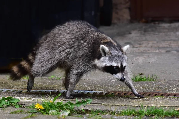 Raccoon Daily Visitor — Stock Photo, Image