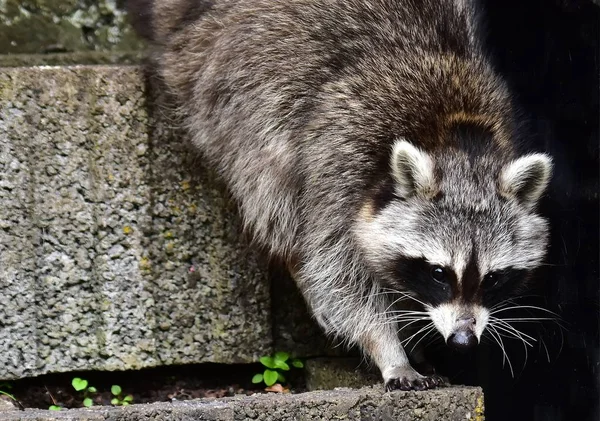 Een Wasbeer Als Dagelijkse Bezoeker — Stockfoto