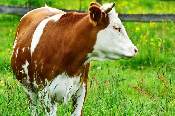 Vaches Bovins Veaux Extérieur — Photo