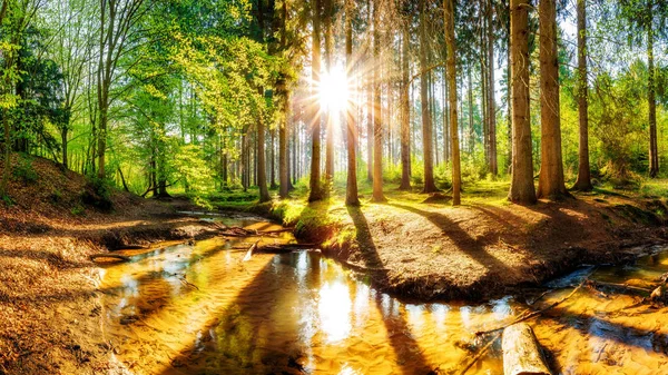 Bela Floresta Com Sol Brilhante Brilhando Através Das Árvores — Fotografia de Stock