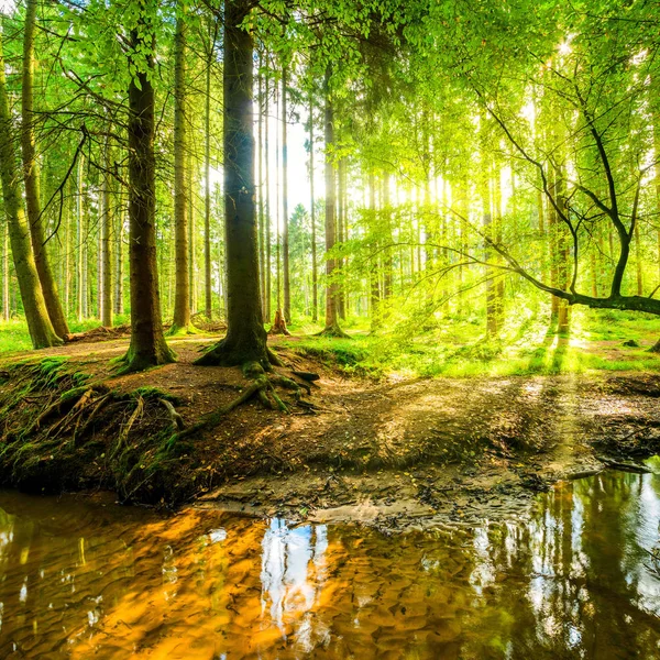 Bela Floresta Com Sol Brilhante Brilhando Através Das Árvores — Fotografia de Stock