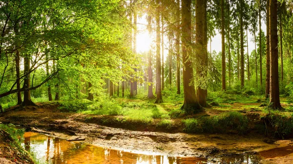 美丽的森林与灿烂的阳光照耀在树上 — 图库照片
