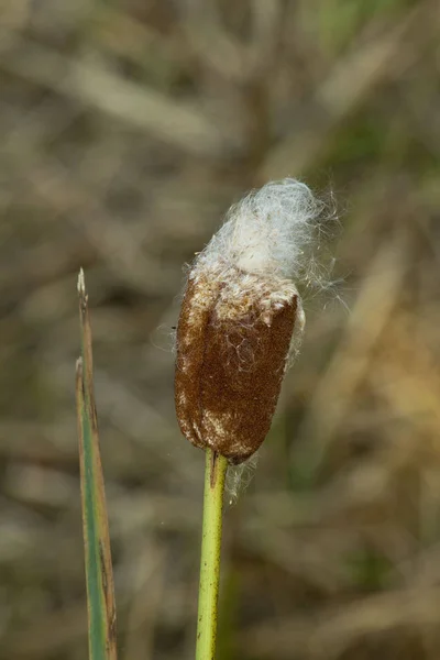 Marsh Reed Characteristic Wetlands — Stock Photo, Image