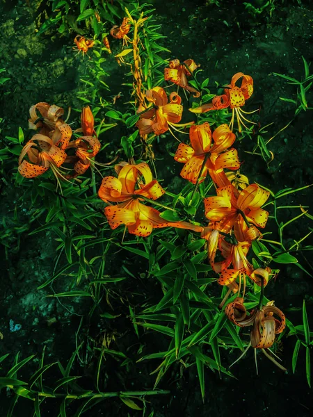 Orange lily flowers leaves lilium background pattern. Beautiful orange lily lilium summer flower garden. Close-up orange madonna lily bush in flower bed. Gentle lilium pattern lilly texture print