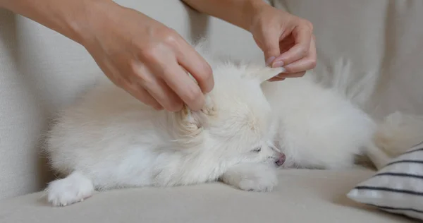 Vrouw Knuffelen Haar Pomeranian Hond — Stockfoto