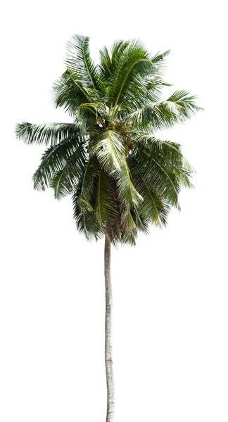 흰색에 나무의 코코넛 야자수 — 스톡 사진
