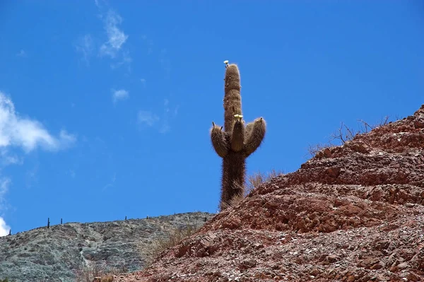 Giant Cactus Cardones Cactus Med Blommor Längs Paseo Los Colorados — Stockfoto