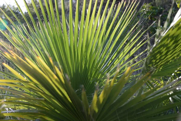 Hojas Palmera Provincia Alicante Costa Blanca España — Foto de Stock