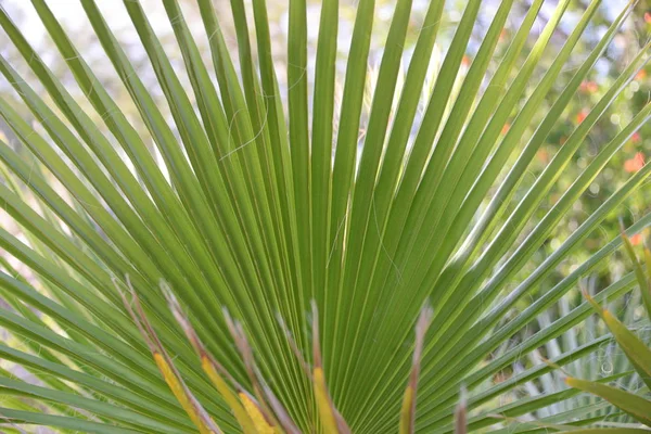 Folhas Palma Província Alicante Costa Blanca Espanha — Fotografia de Stock