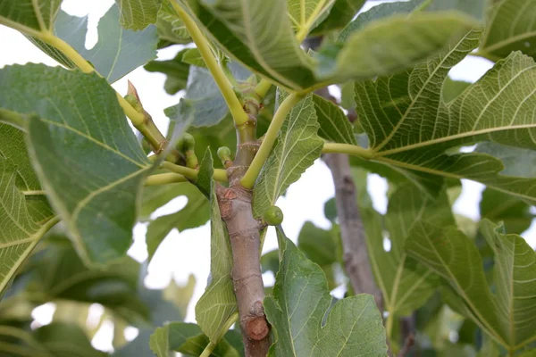 Kleine Feigen Und Frische Blätter Feigenbaum Costa Blanca Spanien — Stockfoto