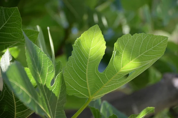 Frische Blätter Feigenbaum Costa Blanca Spanien — Stockfoto