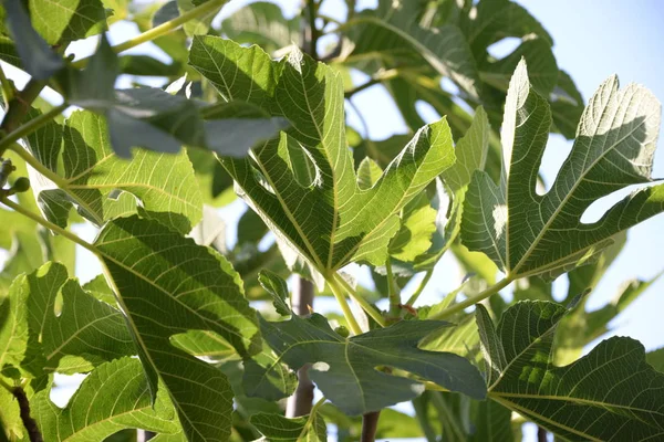 Małe Figi Świeże Liście Drzewie Figowym Costa Blanca Hiszpania — Zdjęcie stockowe