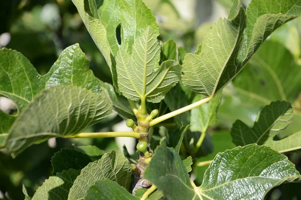 Kleine Feigen Und Frische Blätter Feigenbaum Costa Blanca Spanien — Stockfoto