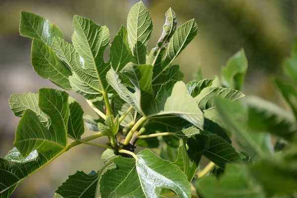 Piccoli Fichi Foglie Fresche Sul Fico Costa Blanca Spagna — Foto Stock