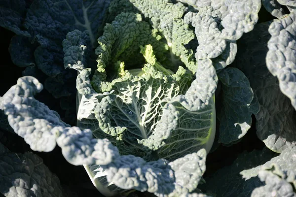 Cabbages Field Province Valencia Spain — Stock Photo, Image