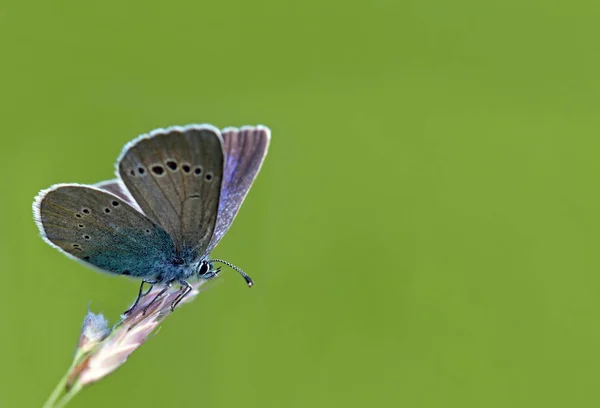 Widok Bliska Piękny Kolorowy Motyl — Zdjęcie stockowe