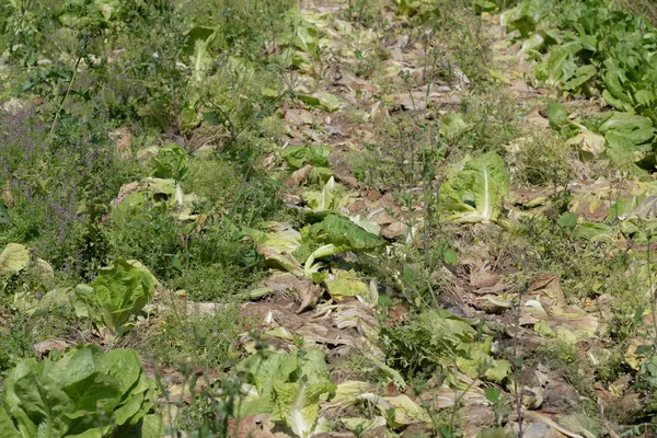 Grüner Salat Auf Dem Feld Der Provinz Valencia Spanien — Stockfoto