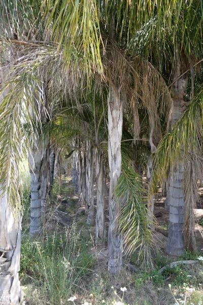 Пальма Виходить Провінції Аліканте Коста Бланка Іспанія — стокове фото
