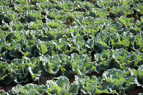 Choux Dans Les Champs Espagne — Photo