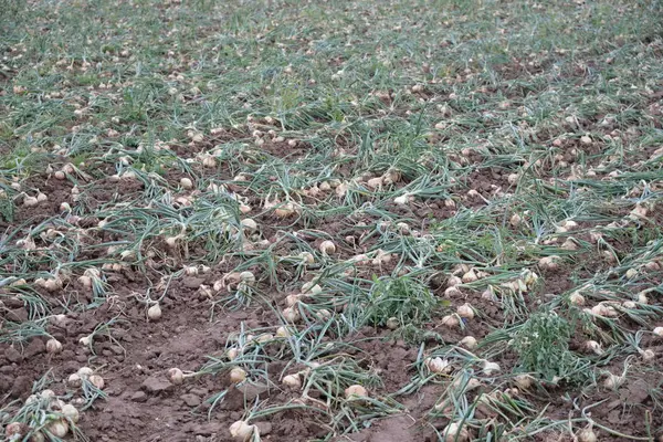 Oniones Sobre Terreno Provincia Valencia España — Foto de Stock