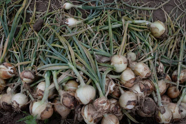 Onions in the field in the province of Valencia, Spain