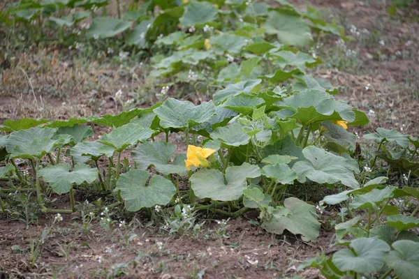 Pumpkin Flor Provincia Valencia España — Foto de Stock