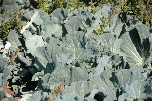 Choux Cultivés Dans Province Valence Espagne — Photo