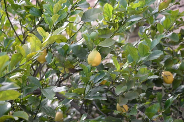 Lemon Kuning Pohon Lemon Provinsi Alicante Costa Blanca Spanyol — Stok Foto