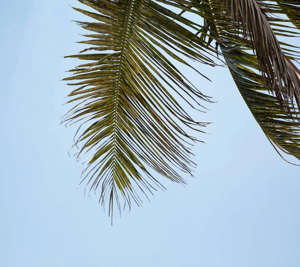 Palmera Coco Verde Deja Contra Cielo — Foto de Stock