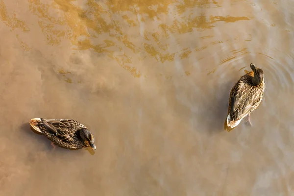 茶色のアヒルを川の水で泳ぐのグループ — ストック写真