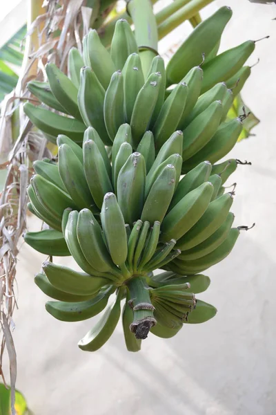 Tropische Bananenboom Tropische Bladeren — Stockfoto