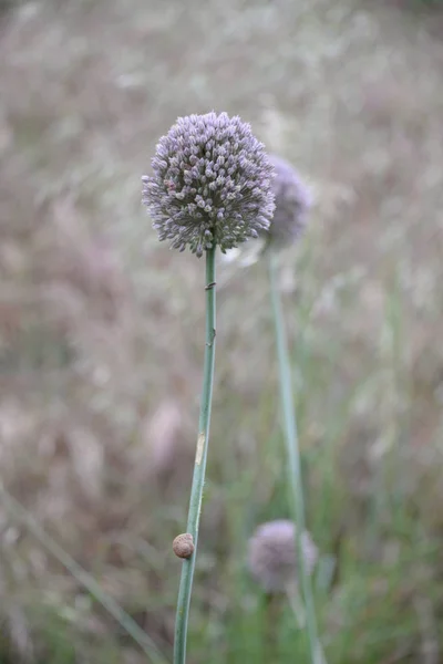 Onion Seeds Field Province Valencia Spain — Stock Photo, Image