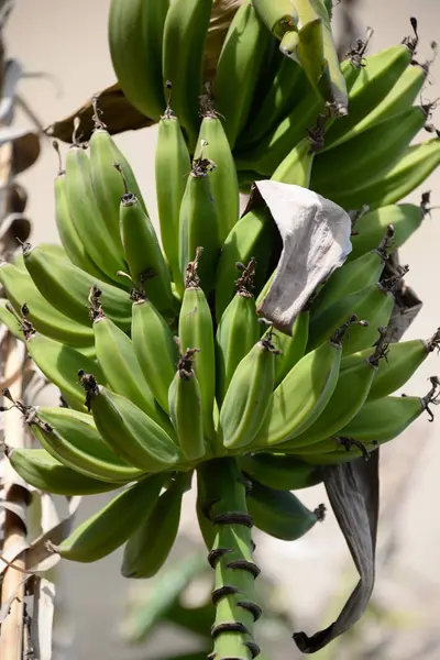 Tropikalne Drzewo Bananowe Liście Tropikalne — Zdjęcie stockowe