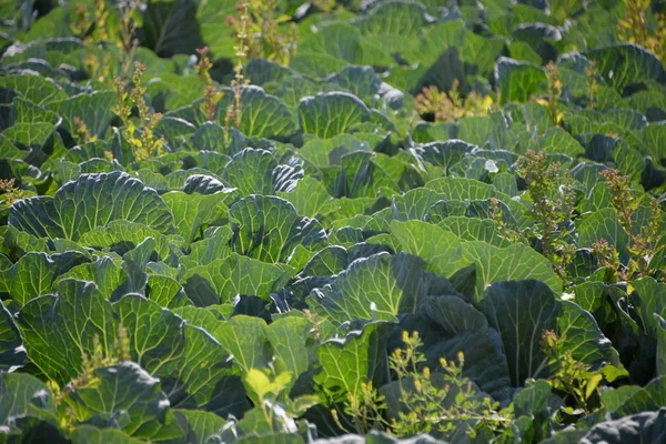 Choux Cultivés Dans Province Valence Espagne — Photo