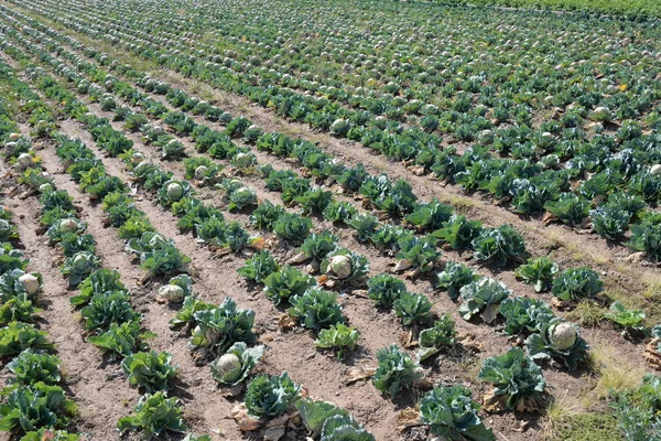 Cavoli Sul Campo Provincia Valencia Spagna — Foto Stock