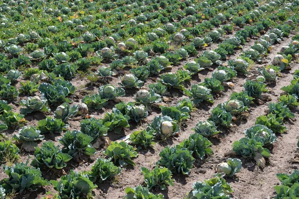 Cabbages Field Province Valencia Spain — Stockfoto