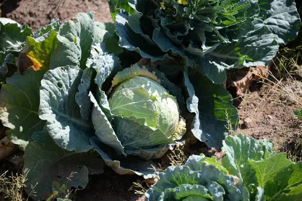 Choux Cultivés Dans Province Valence Espagne — Photo