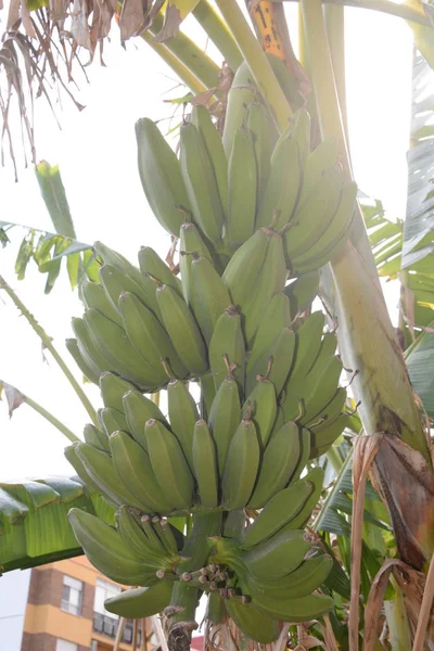 Τροπικό Δέντρο Μπανάνας Τροπικά Φύλλα — Φωτογραφία Αρχείου