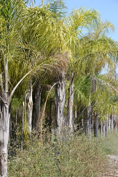 Пальмовые Листья Провинции Аликанте Коста Бланка Испания — стоковое фото